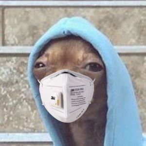 Meet your Posher, Lucio